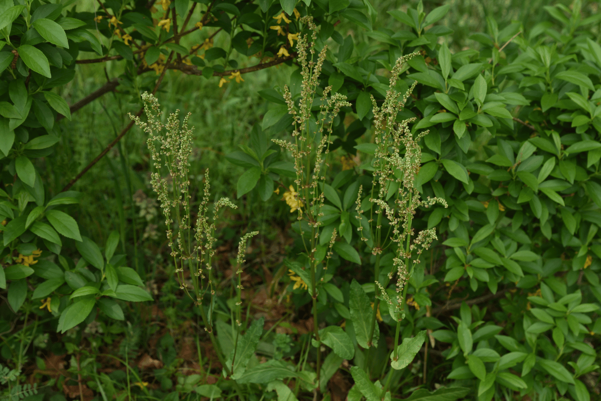 Rumex acetosa.png